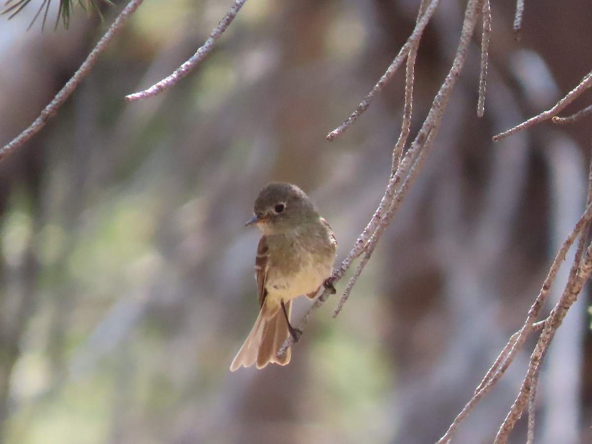 Dusky Flycatcher - ML622240195