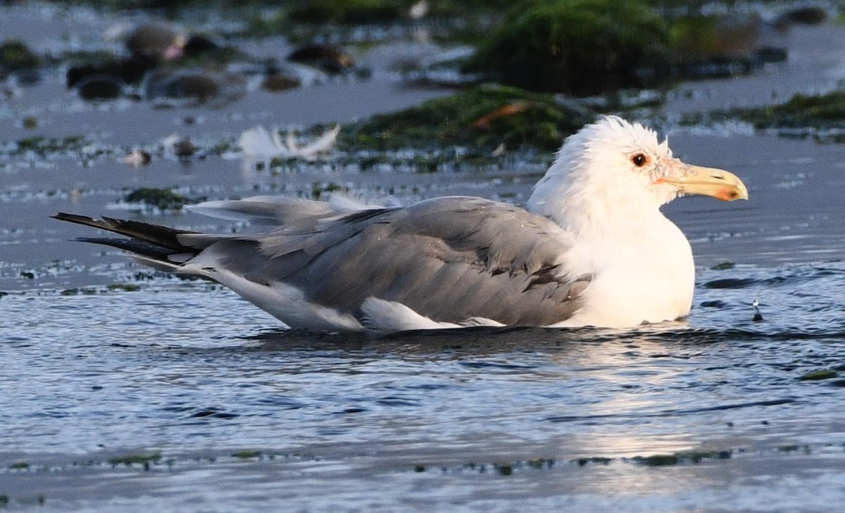 California Gull - ML622240205