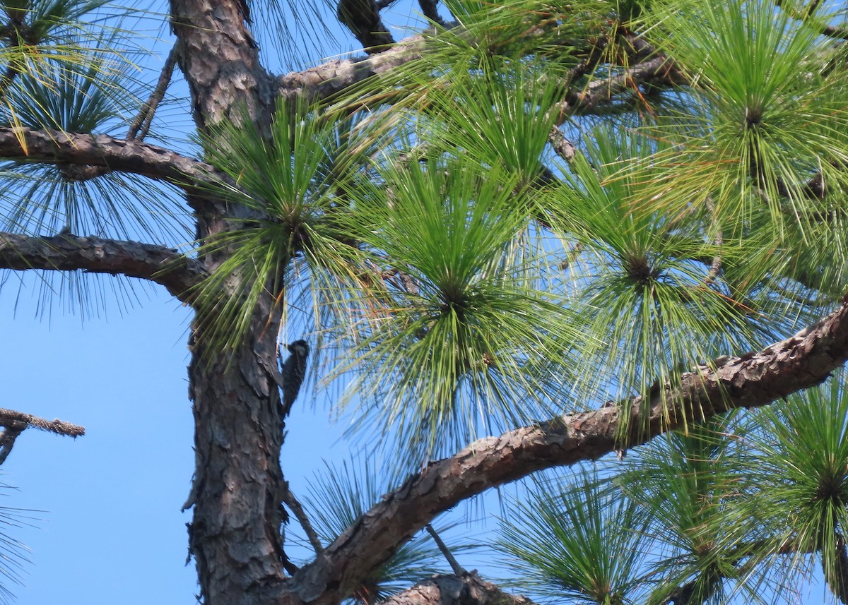 Red-cockaded Woodpecker - ML622240206