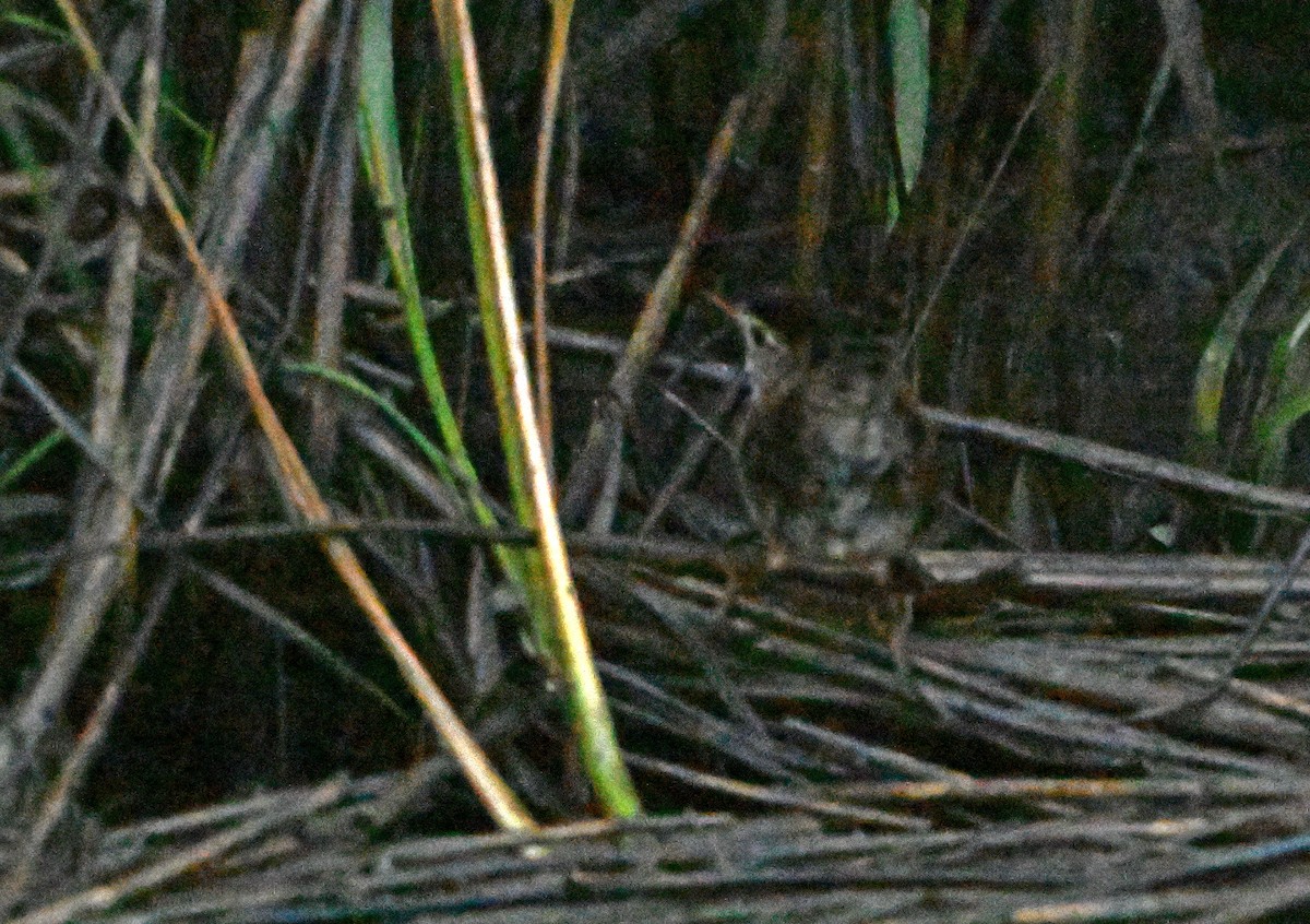 Marsh Wren - ML622240209