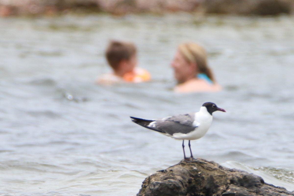 Laughing Gull - Wen & Steve Rockoff