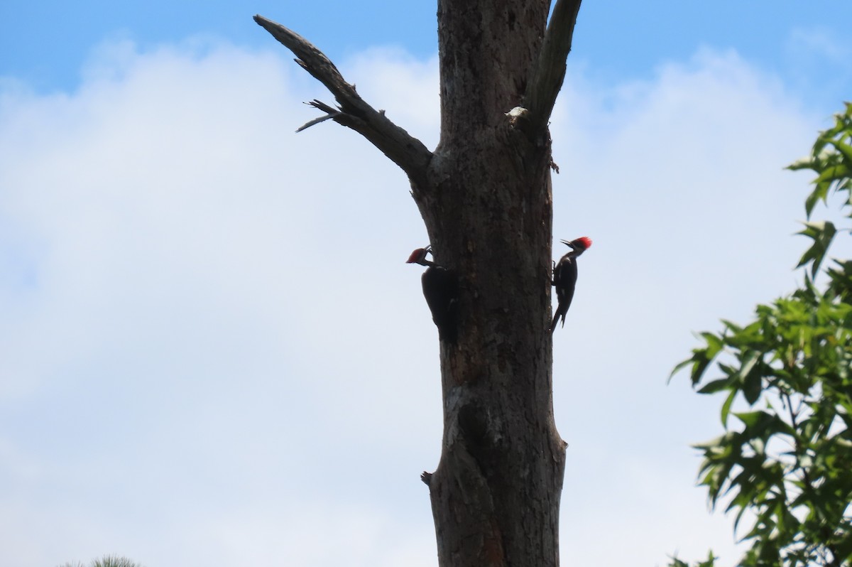 Pileated Woodpecker - Steven Hopp