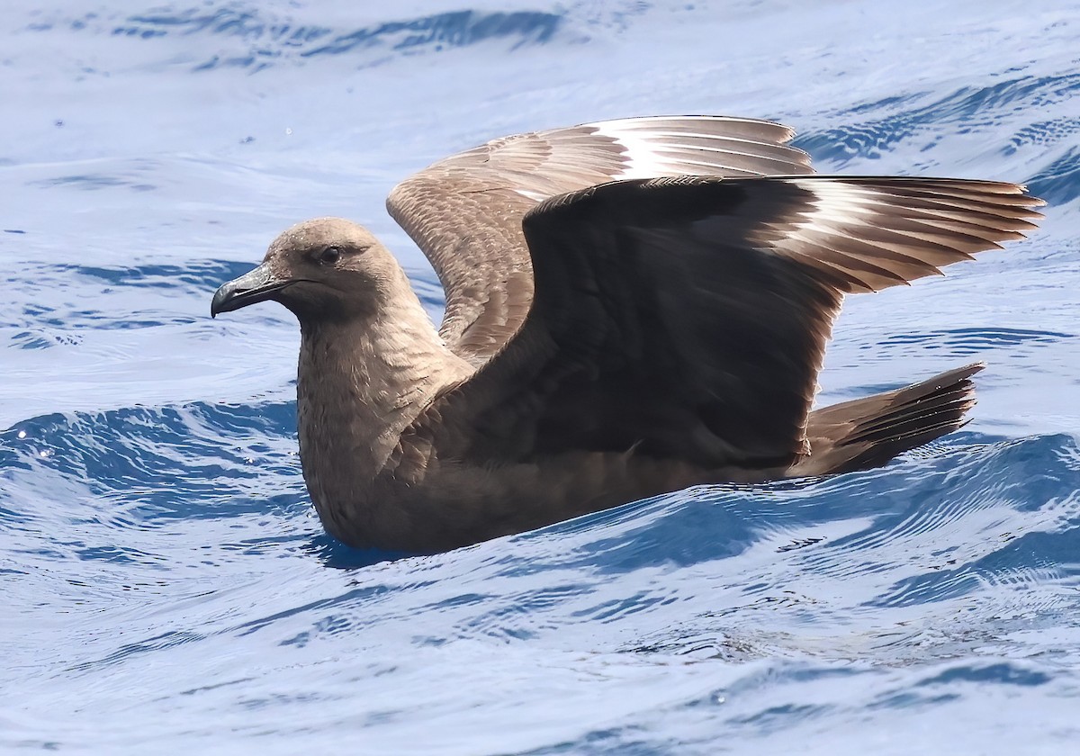 South Polar Skua - ML622240221