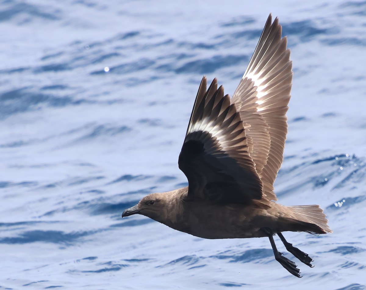 South Polar Skua - ML622240224