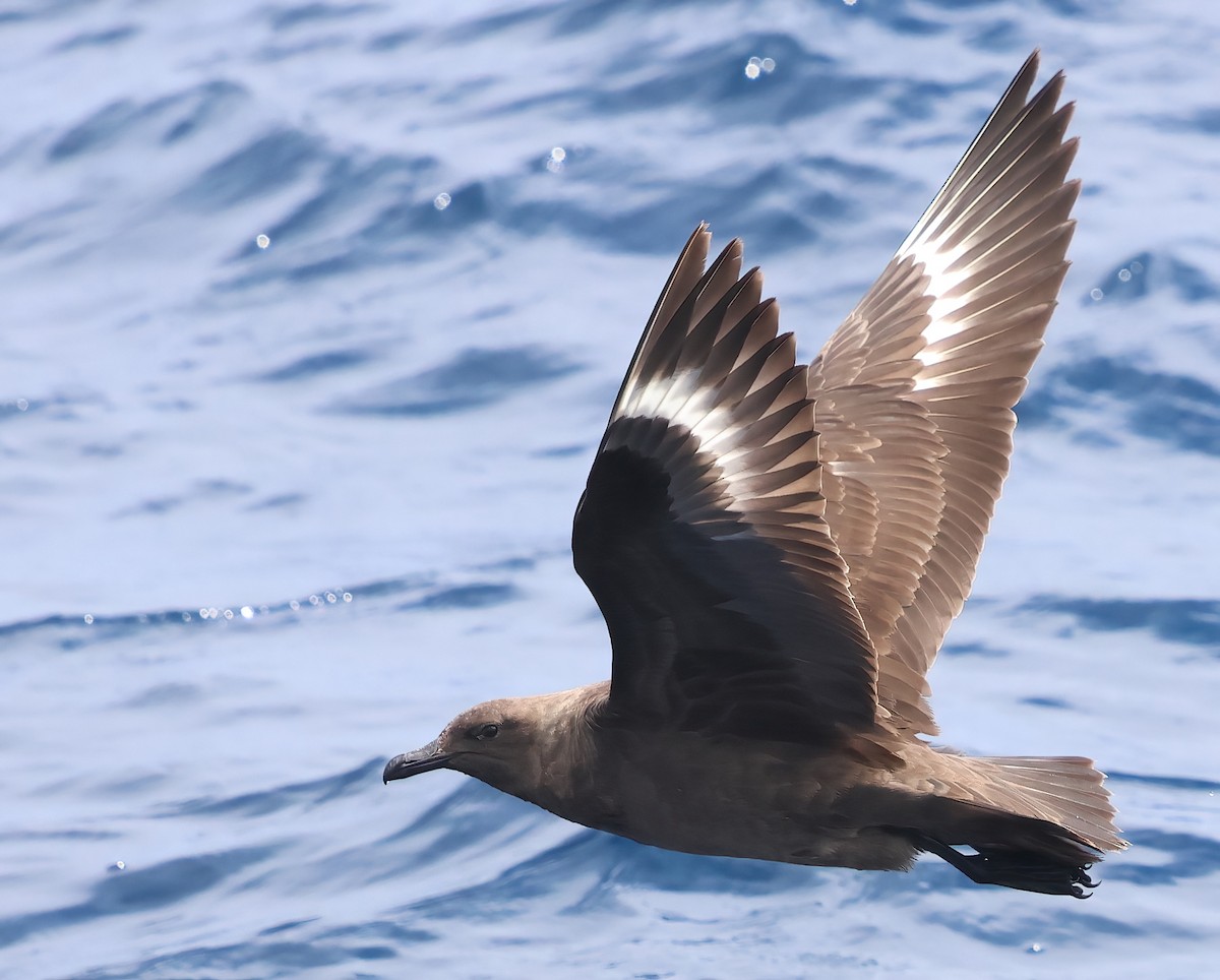 South Polar Skua - ML622240225