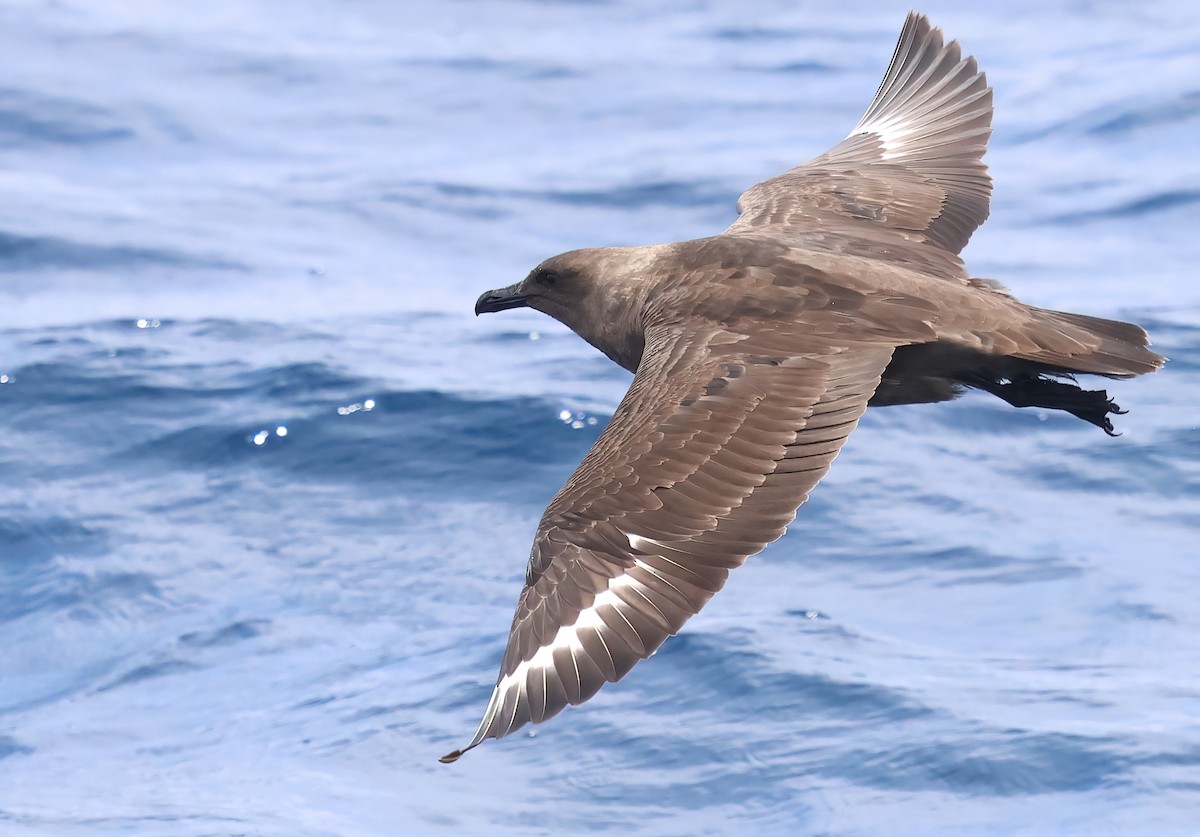 South Polar Skua - ML622240226