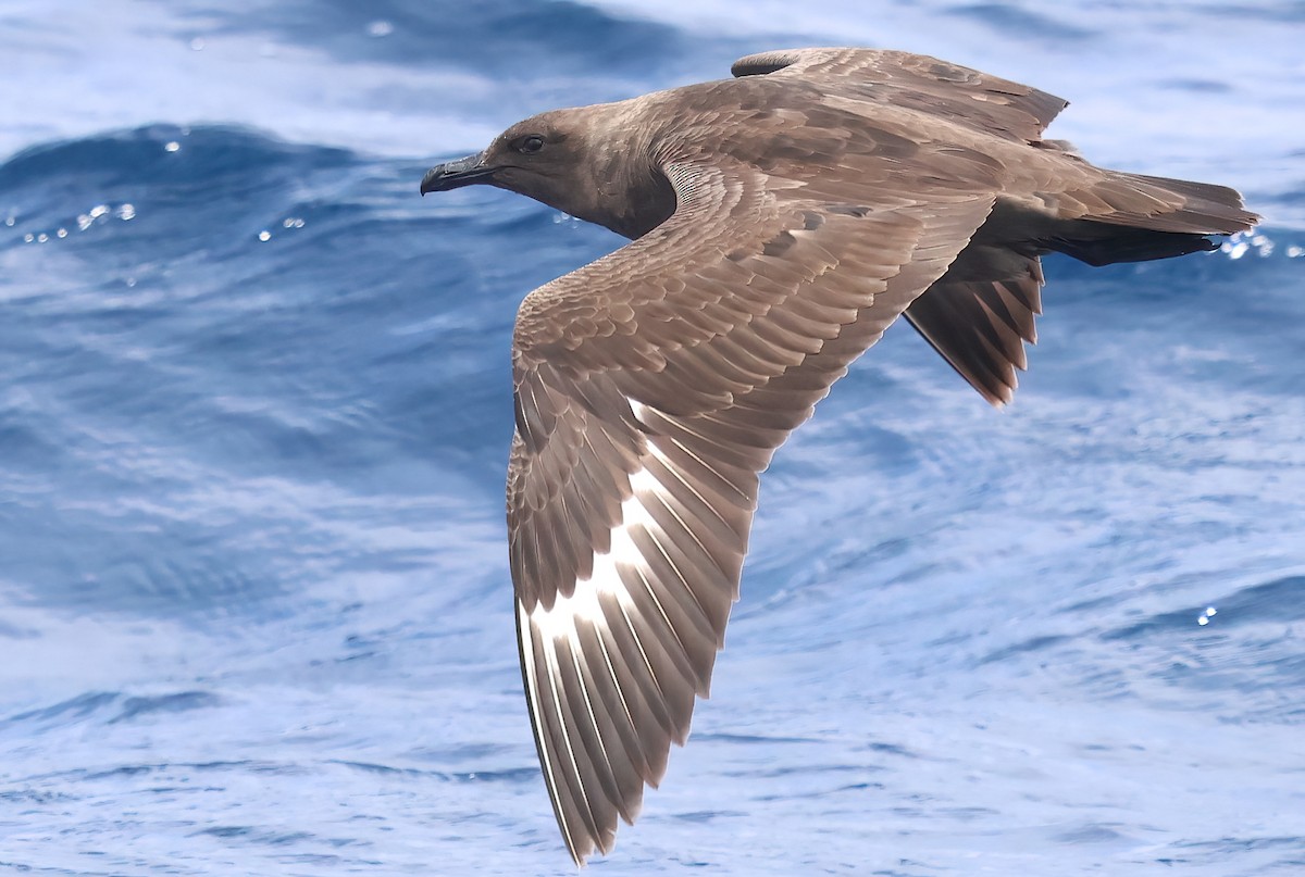 South Polar Skua - Sally Veach