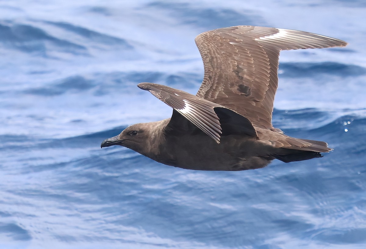 South Polar Skua - ML622240228