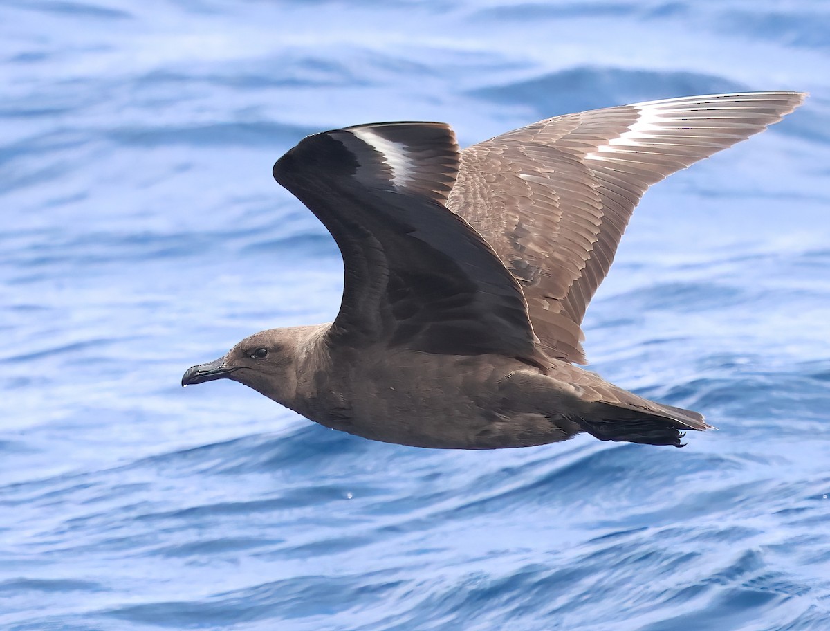 South Polar Skua - ML622240229