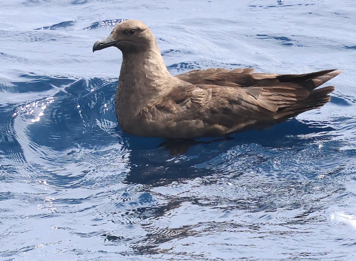 South Polar Skua - ML622240230