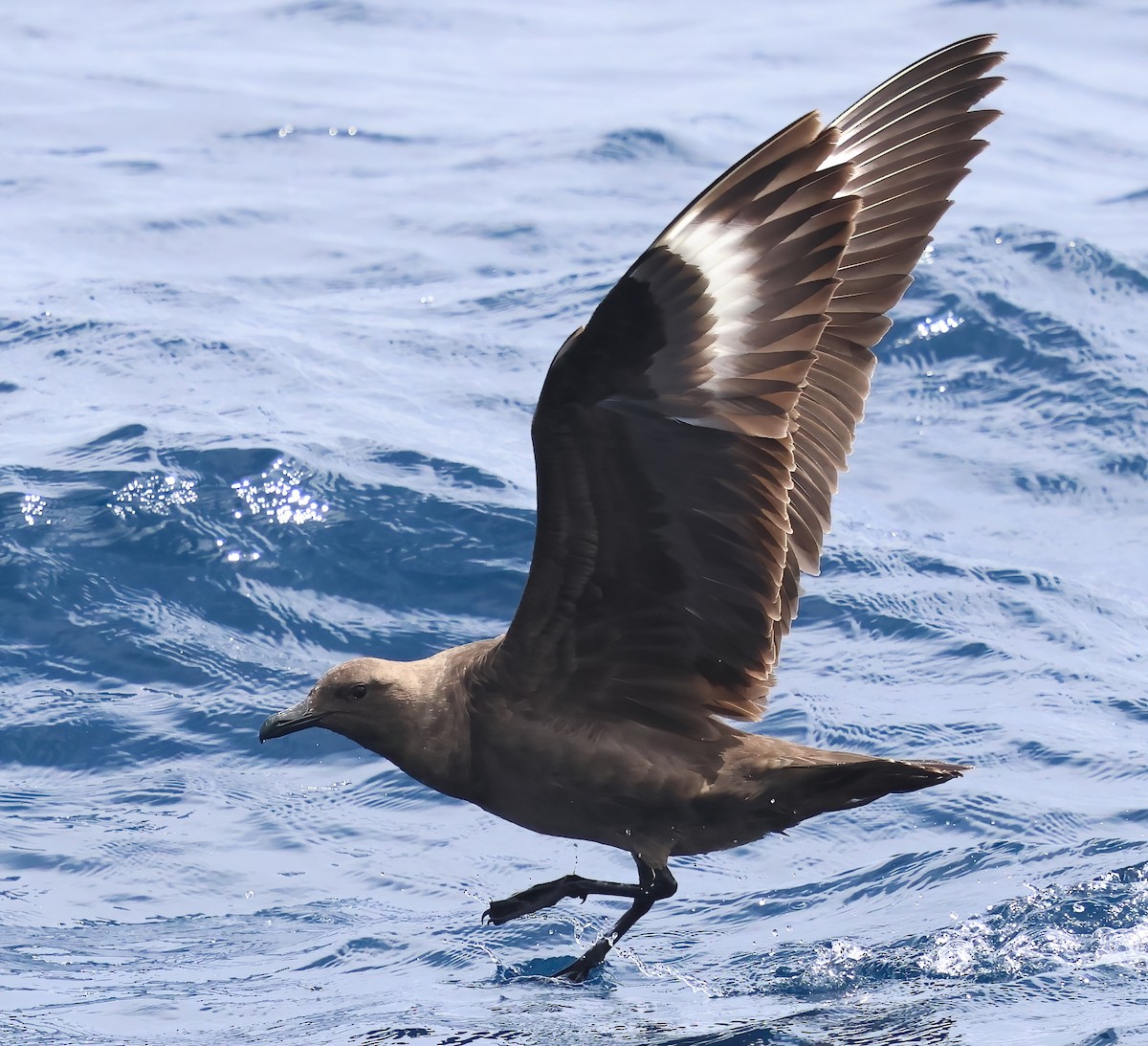 South Polar Skua - ML622240231