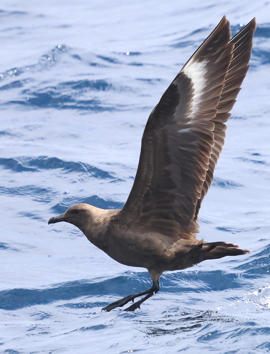 South Polar Skua - ML622240232