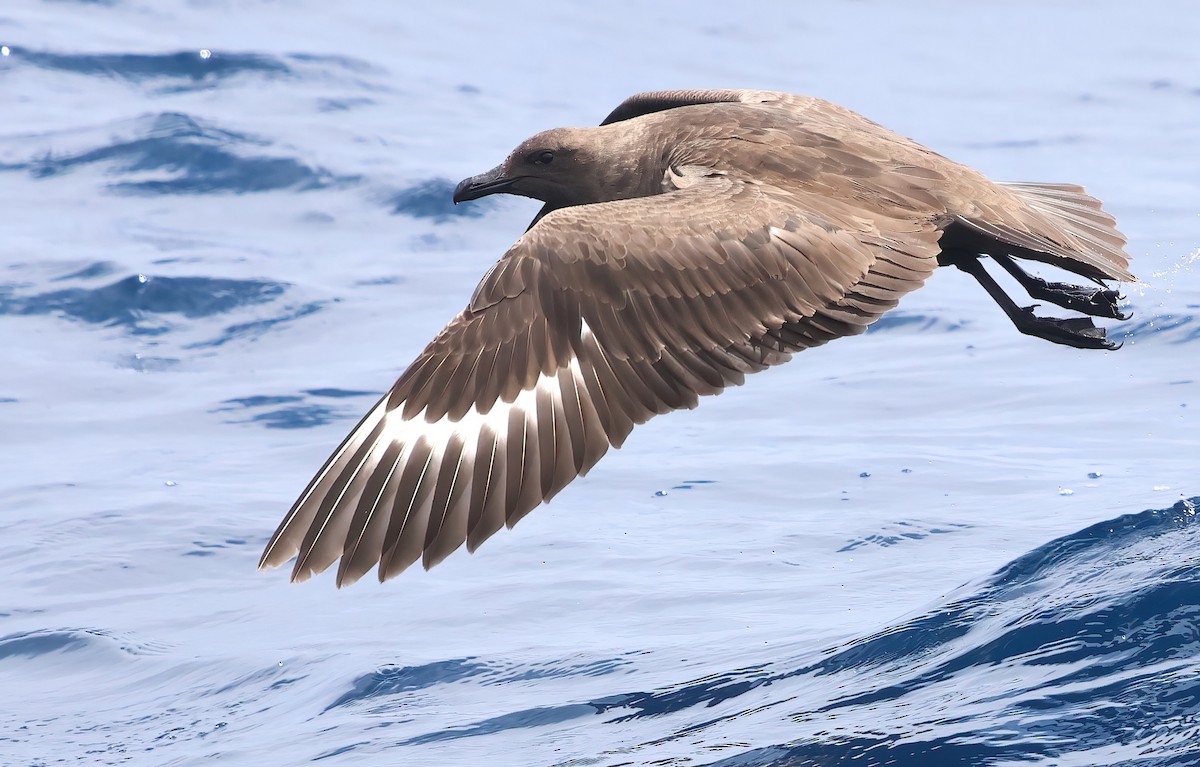 South Polar Skua - ML622240233