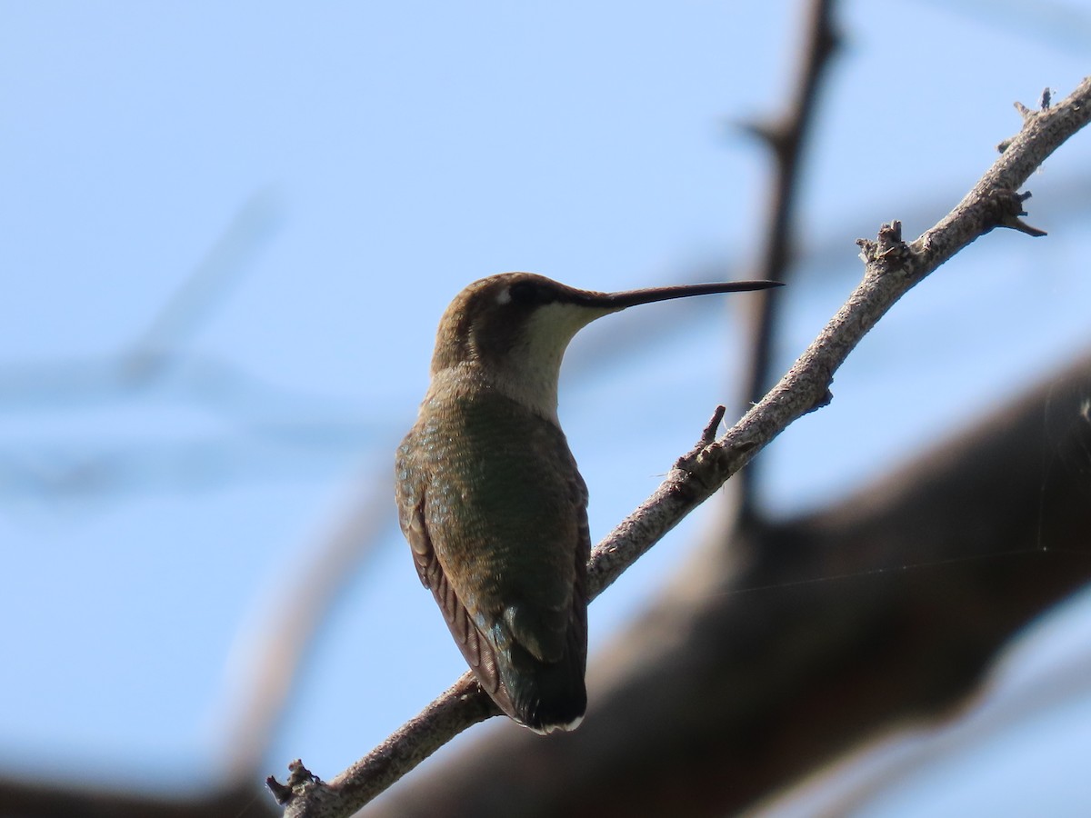 Black-chinned Hummingbird - ML622240235