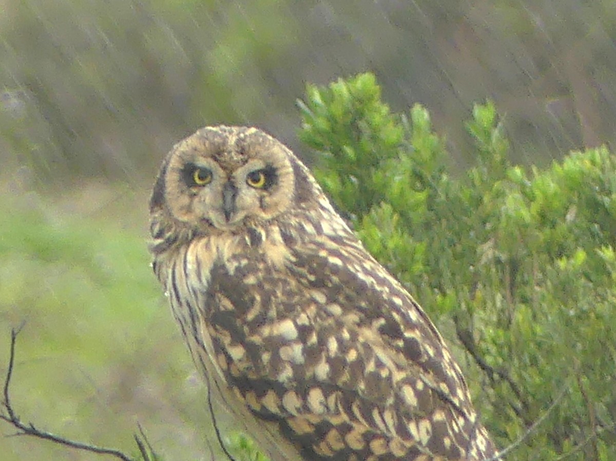 Short-eared Owl - ML622240238