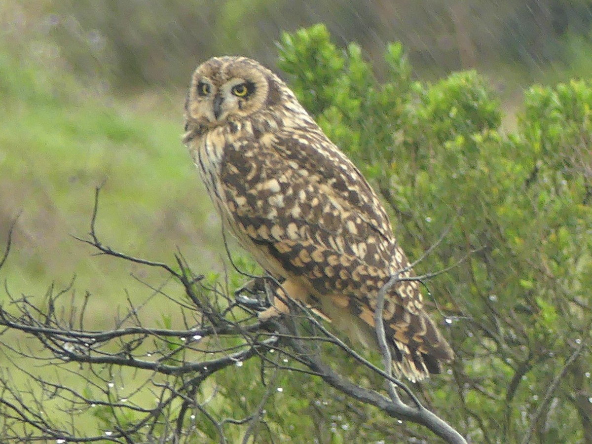 Short-eared Owl - ML622240239