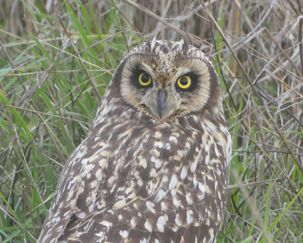 Short-eared Owl - ML622240240