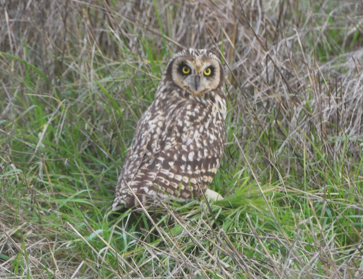 Short-eared Owl - ML622240241