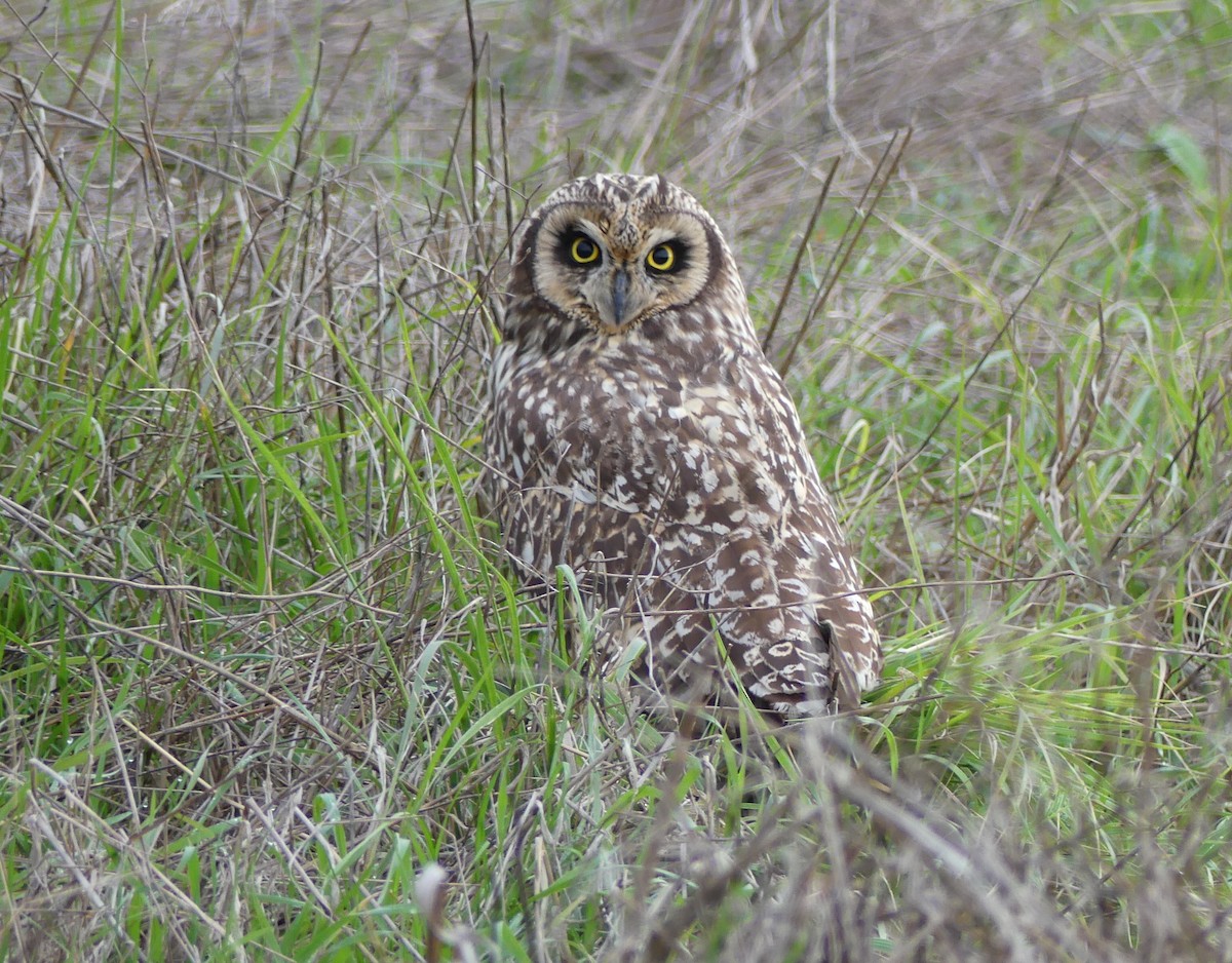 Short-eared Owl - ML622240242