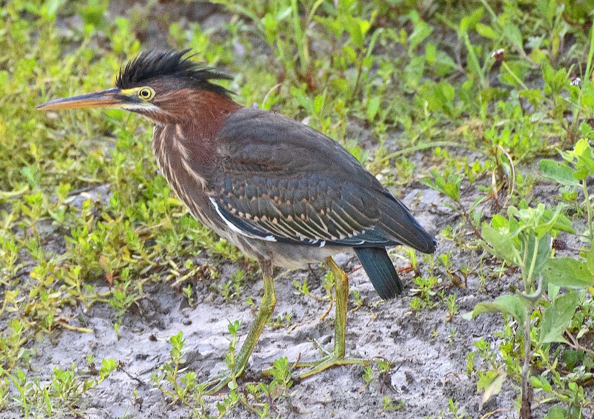 Green Heron - ML622240243