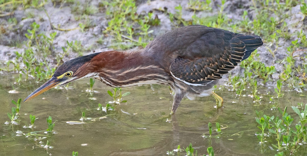 Green Heron - ML622240244