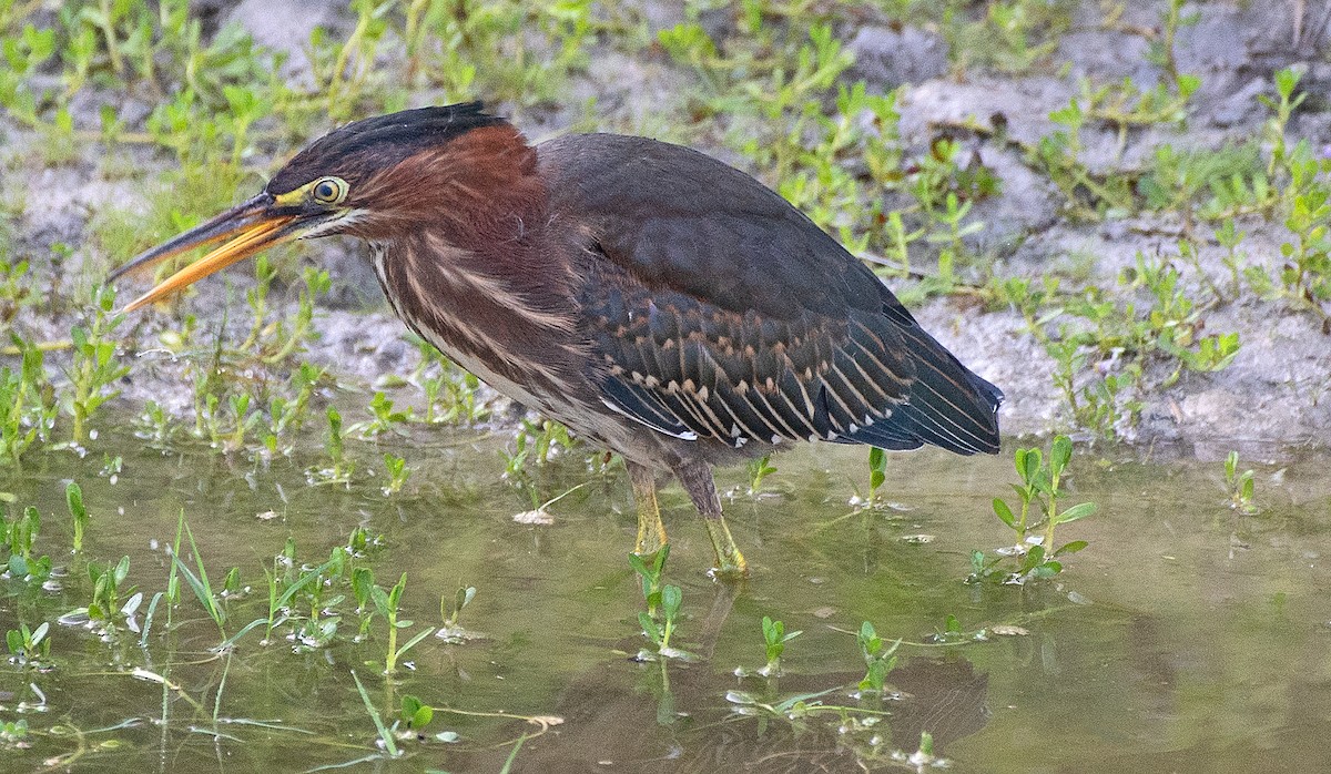 Green Heron - ML622240245