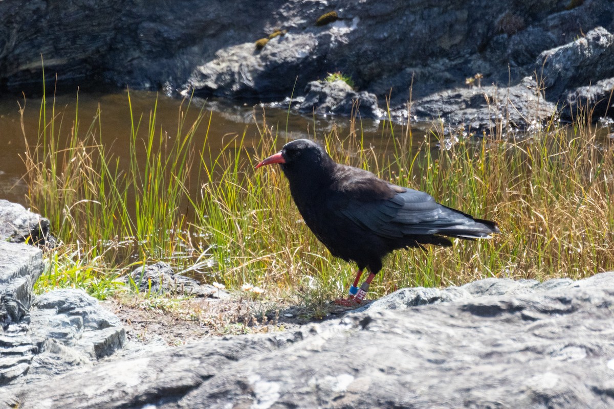 Red-billed Chough - ML622240246