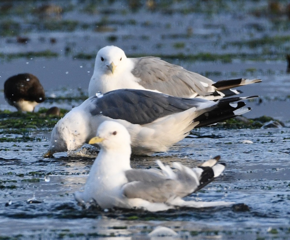 Western Gull - ML622240247