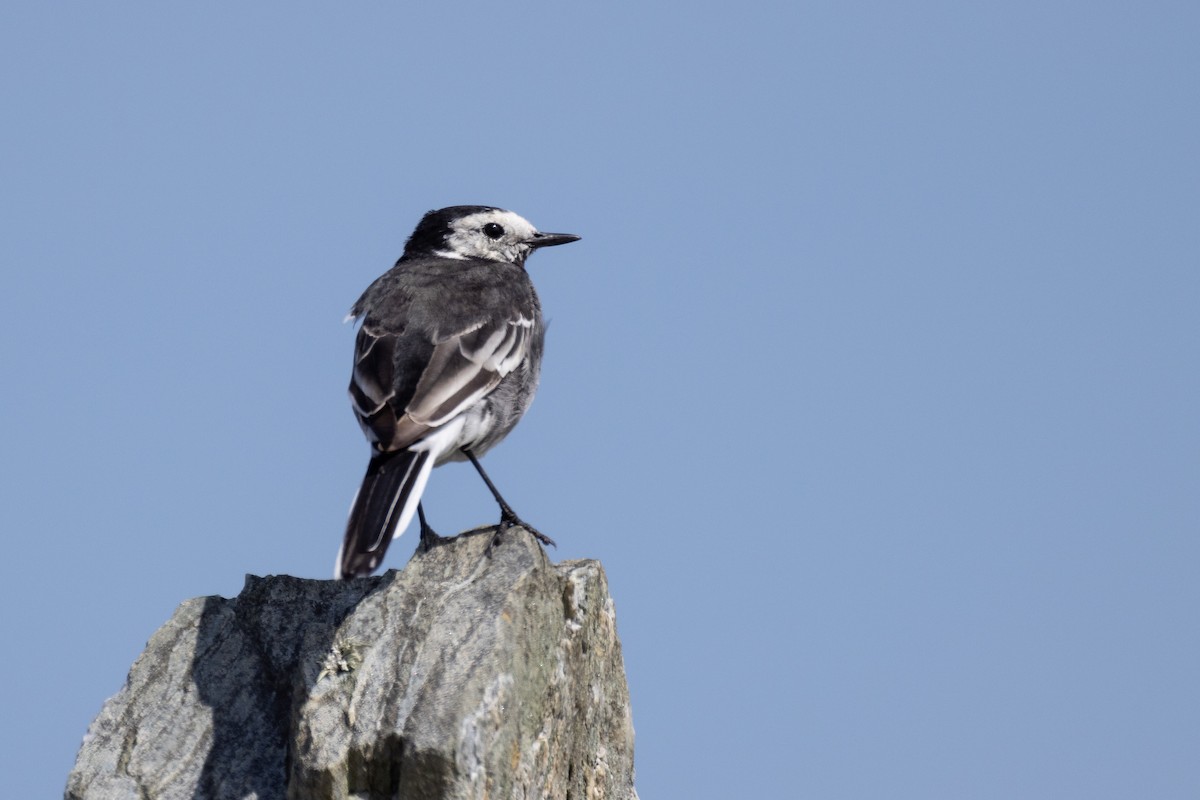 White Wagtail (British) - ML622240249