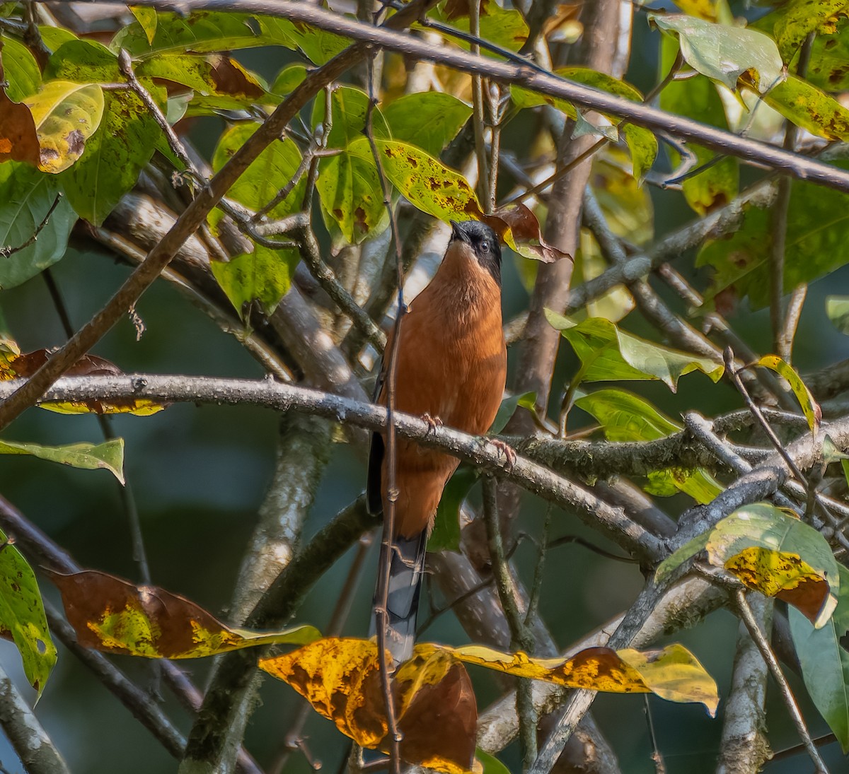 Rufous Sibia - ML622240253