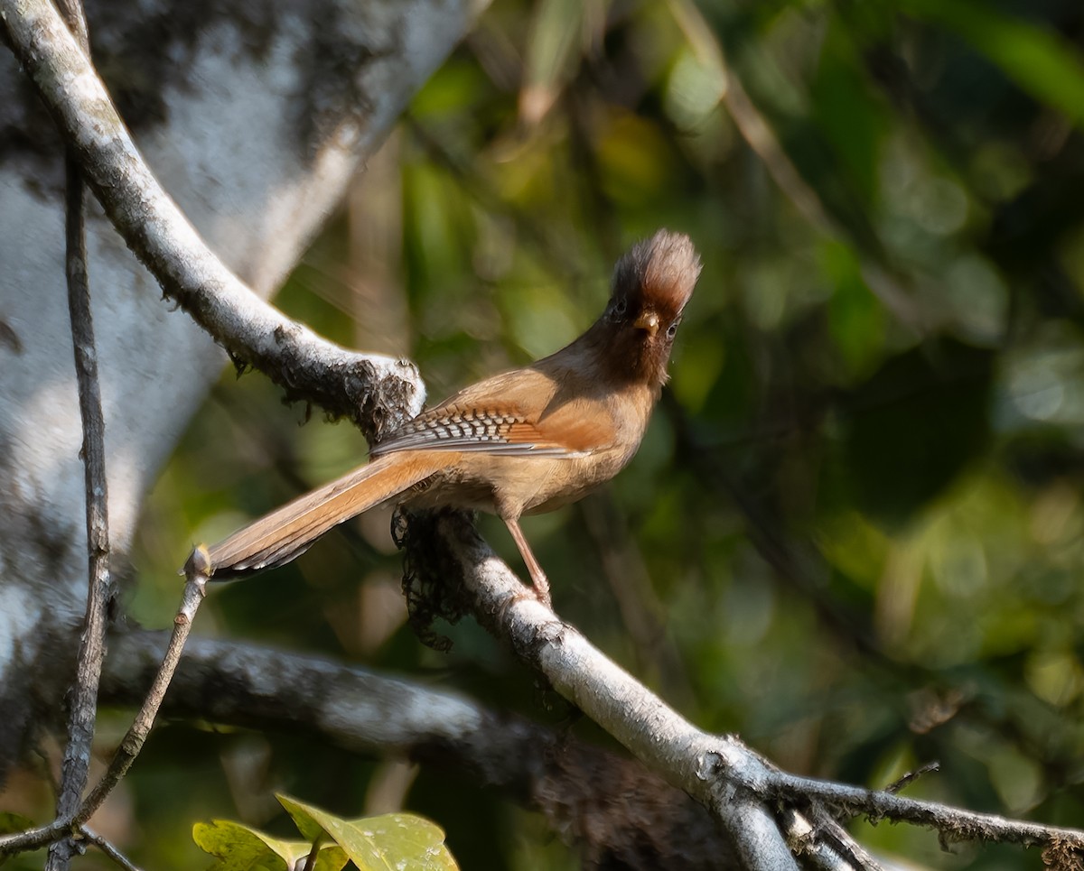 Rusty-fronted Barwing - ML622240255