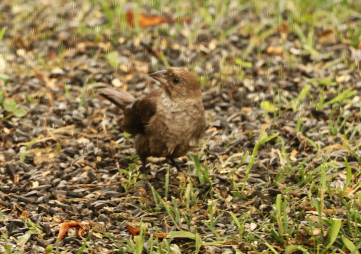 Brown-headed Cowbird - ML622240256