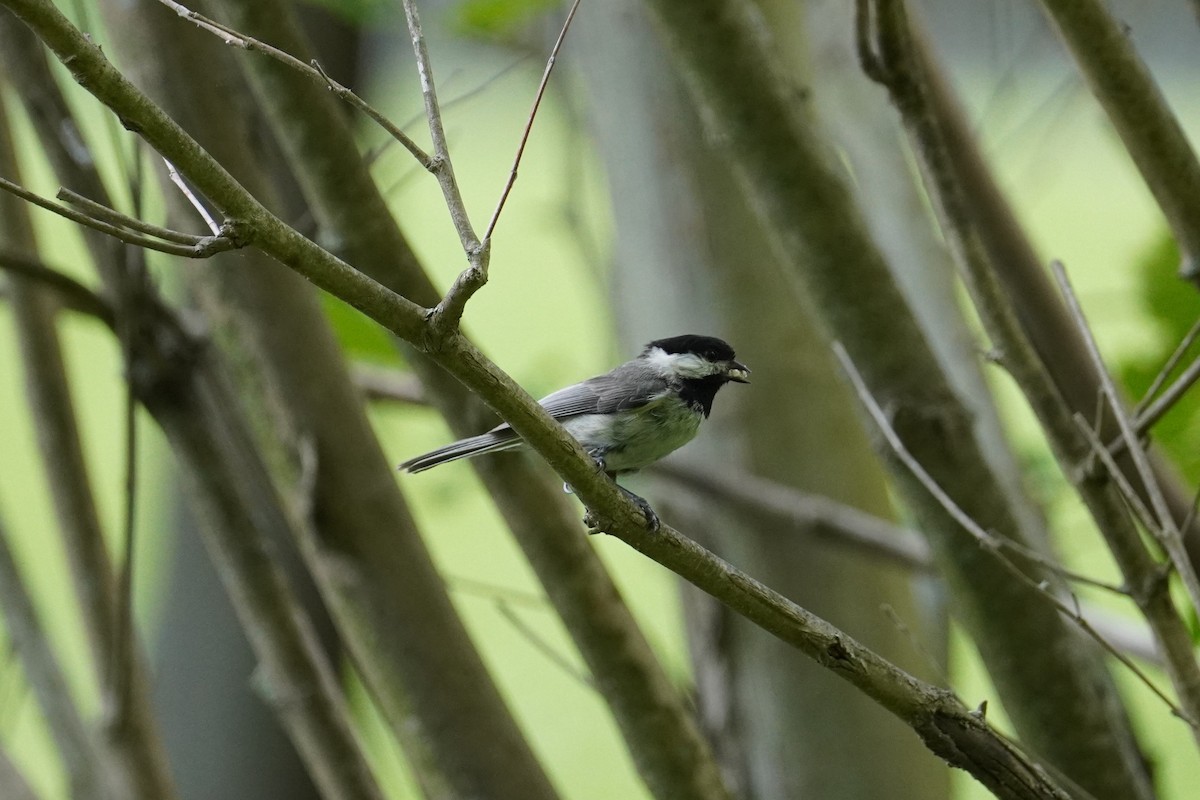 Carolina Chickadee - ML622240276