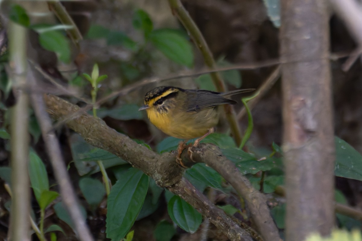 Yellow-throated Fulvetta - ML622240280