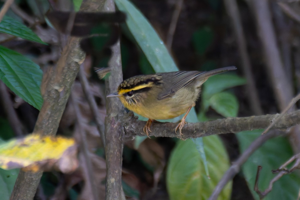 Yellow-throated Fulvetta - ML622240281