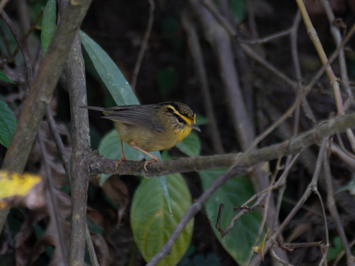 Yellow-throated Fulvetta - ML622240282