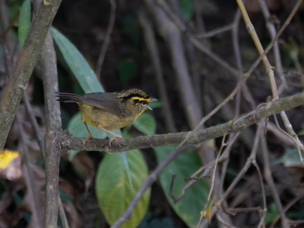 Yellow-throated Fulvetta - ML622240283