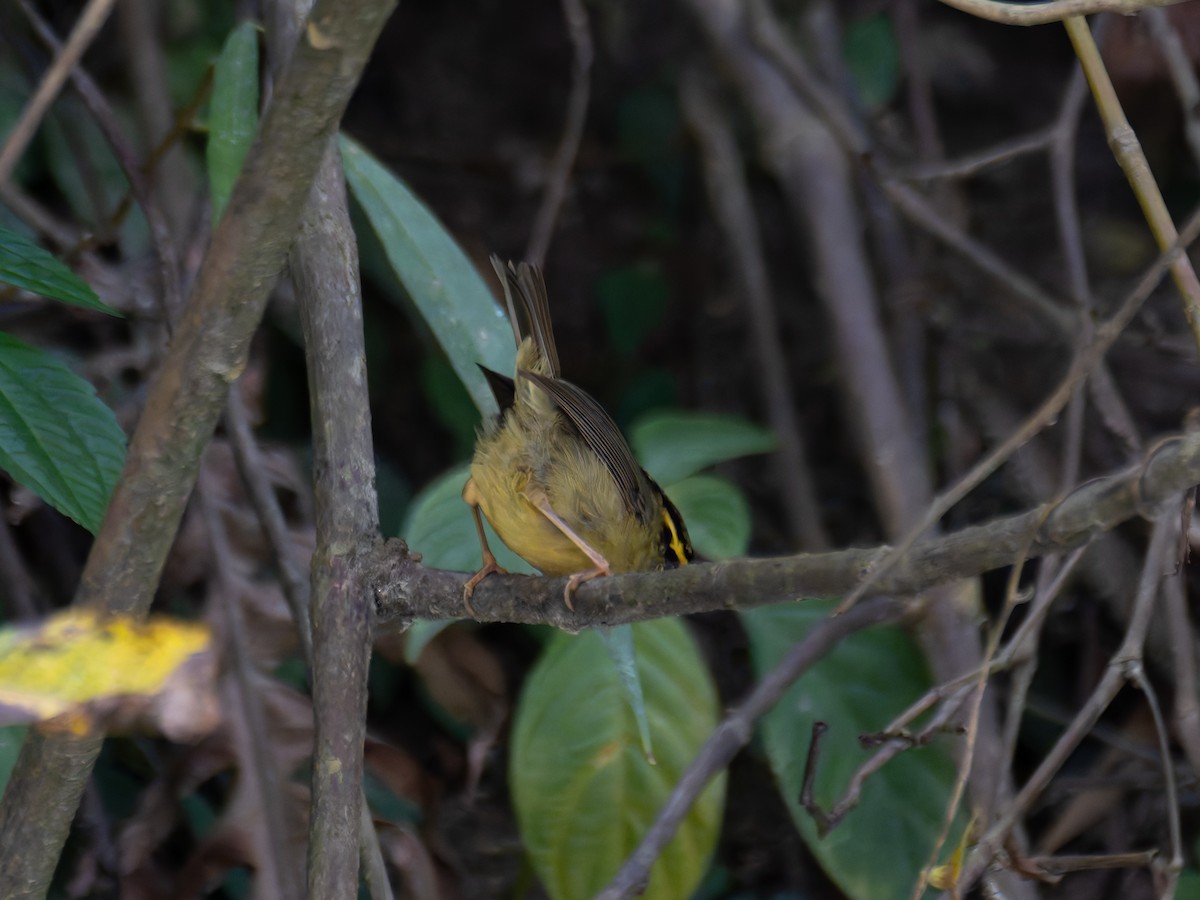 Yellow-throated Fulvetta - ML622240284