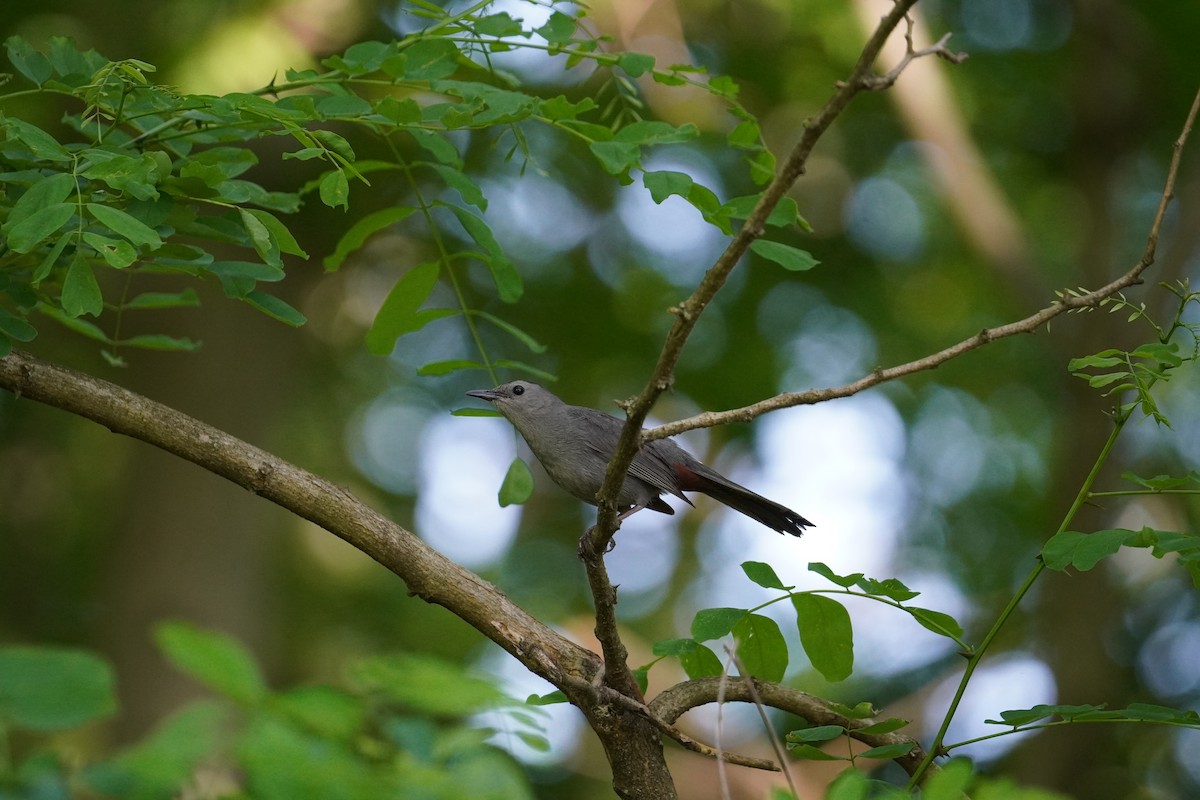 Gray Catbird - ML622240296