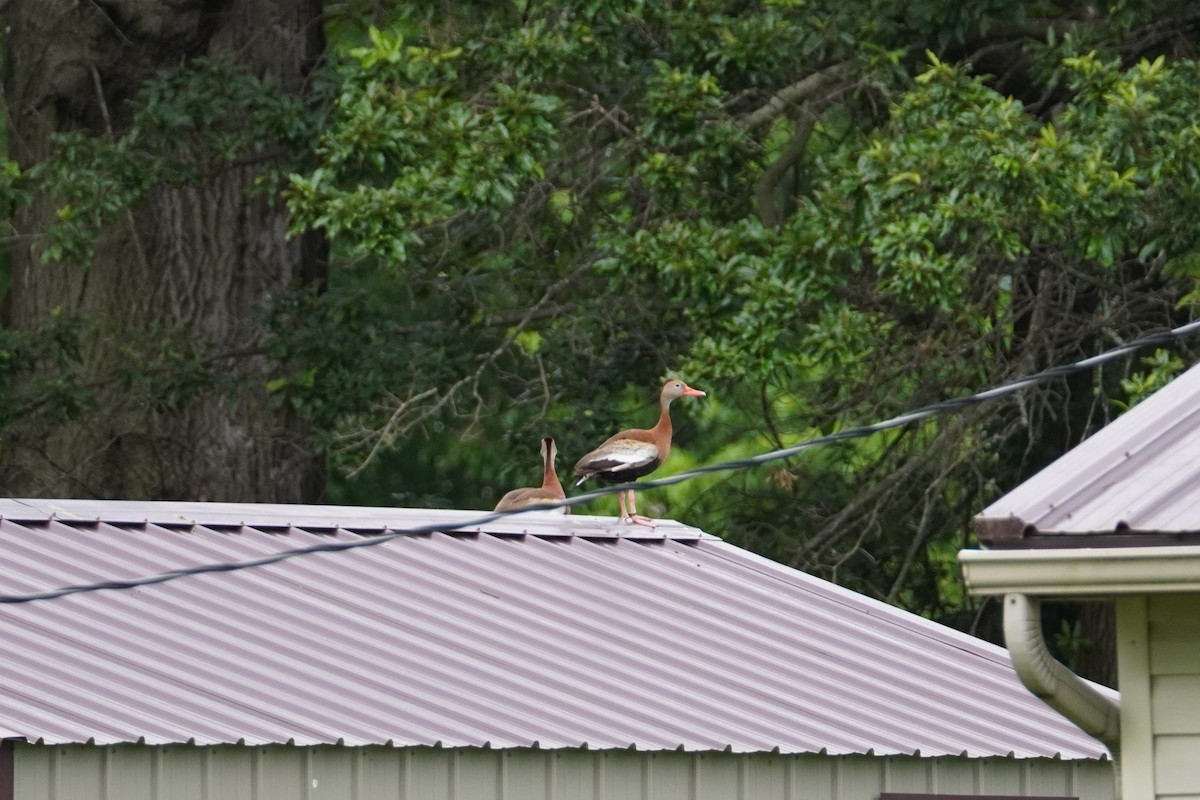 Black-bellied Whistling-Duck - ML622240336
