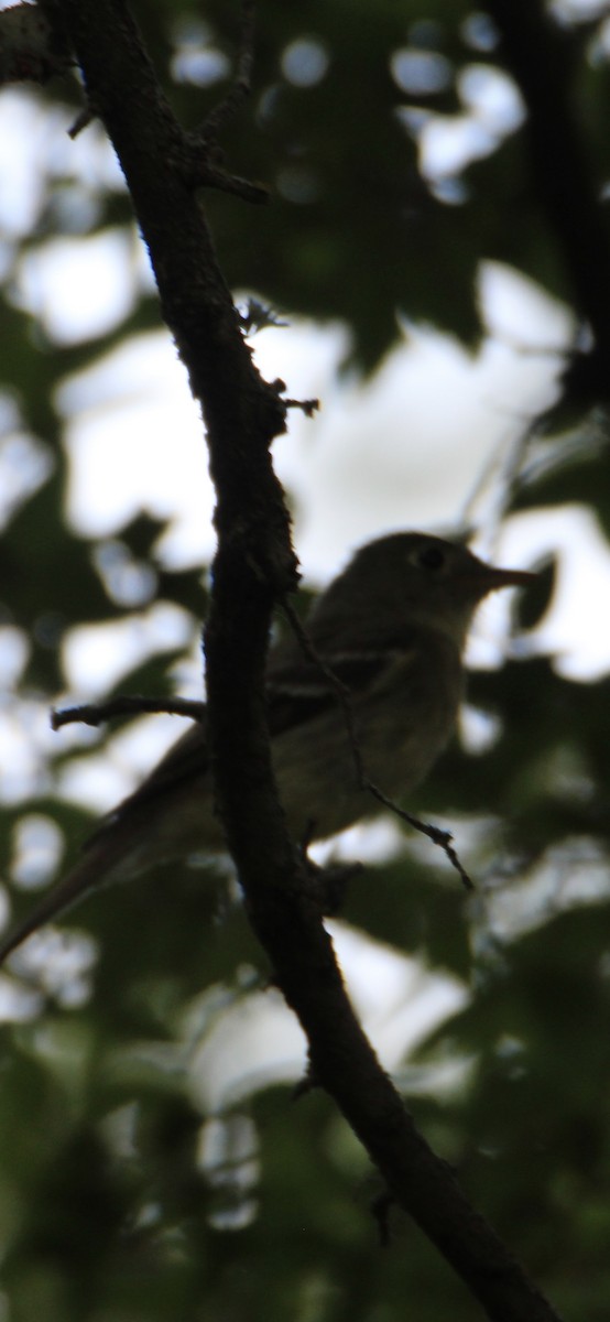 Yellow-bellied Flycatcher - ML622240341