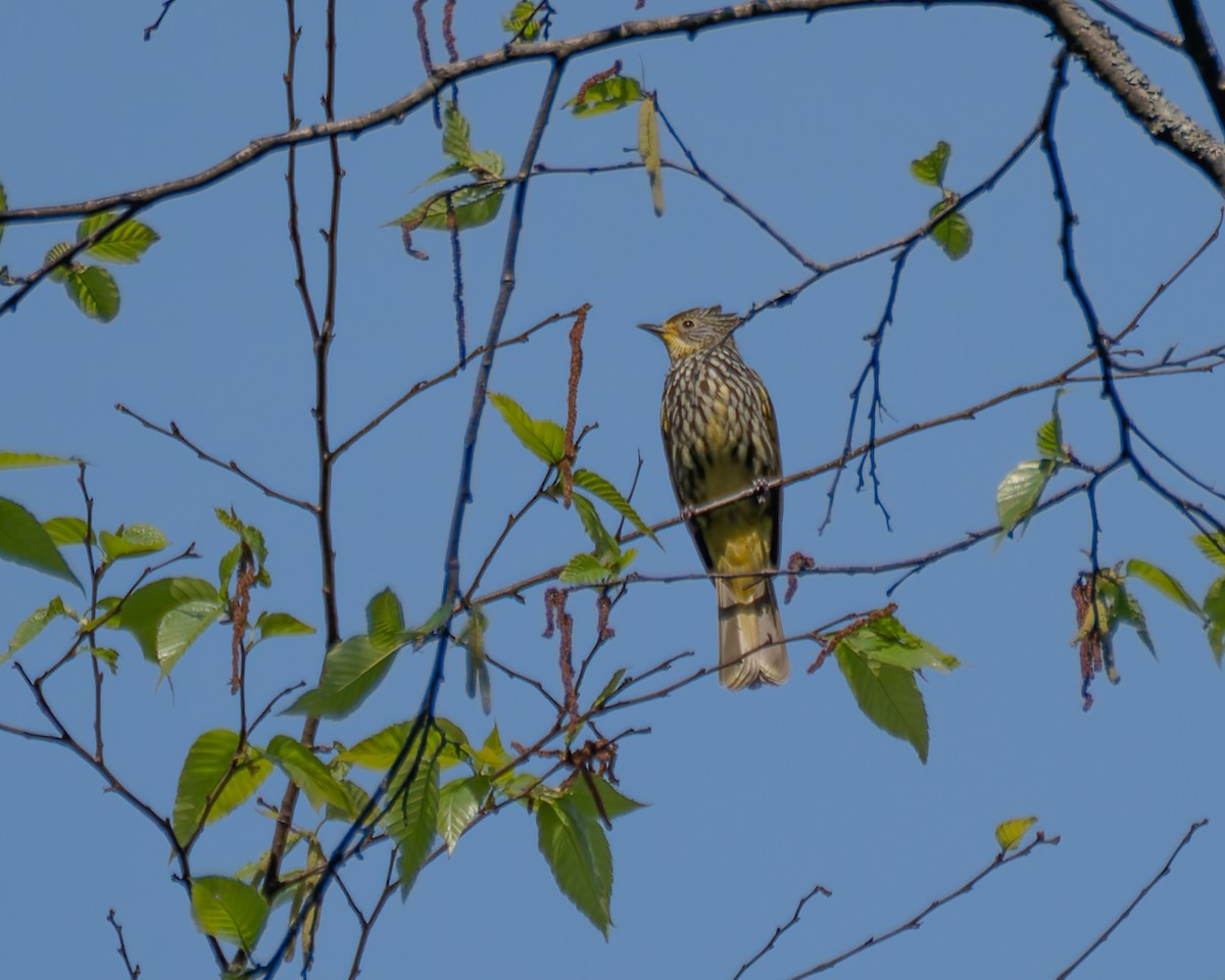 Striated Bulbul - ML622240342