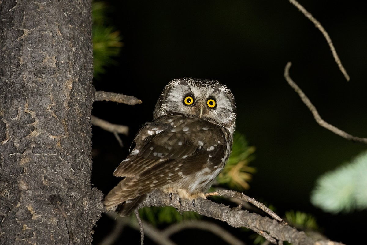 Boreal Owl (Richardson's) - ML622240346