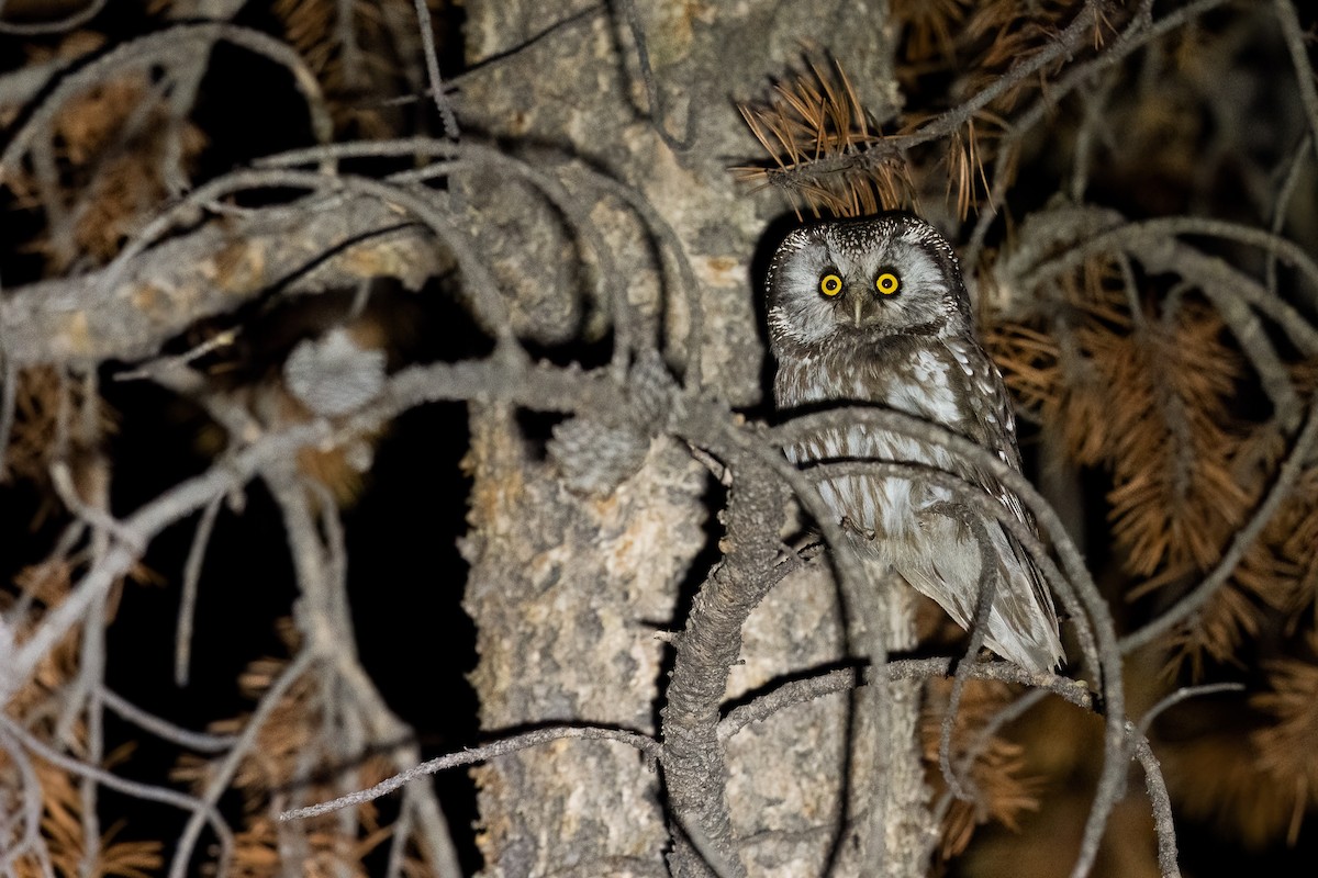 Boreal Owl (Richardson's) - ML622240347