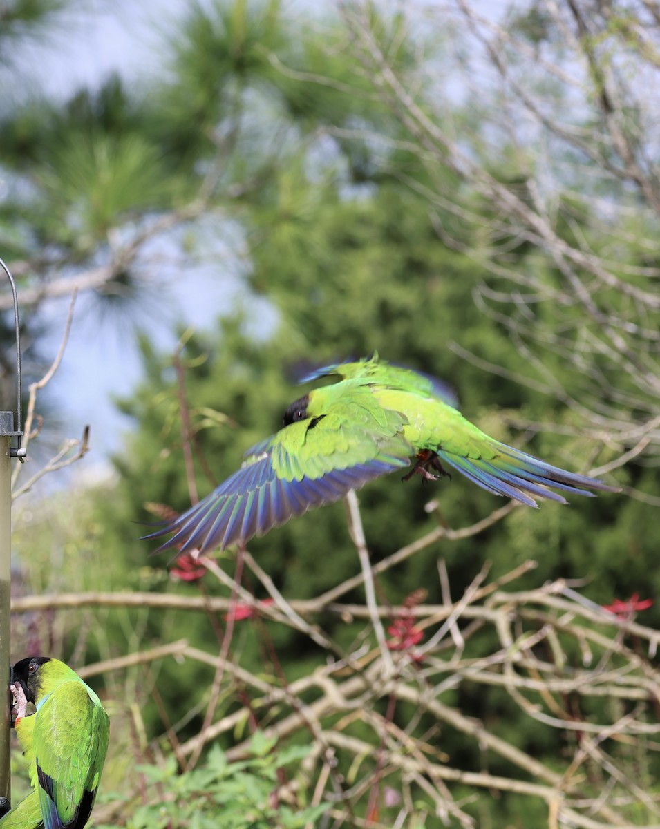 Nanday Parakeet - ML622240367