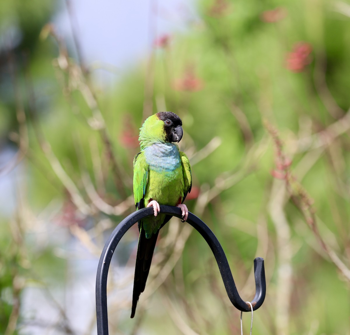 Nanday Parakeet - ML622240368