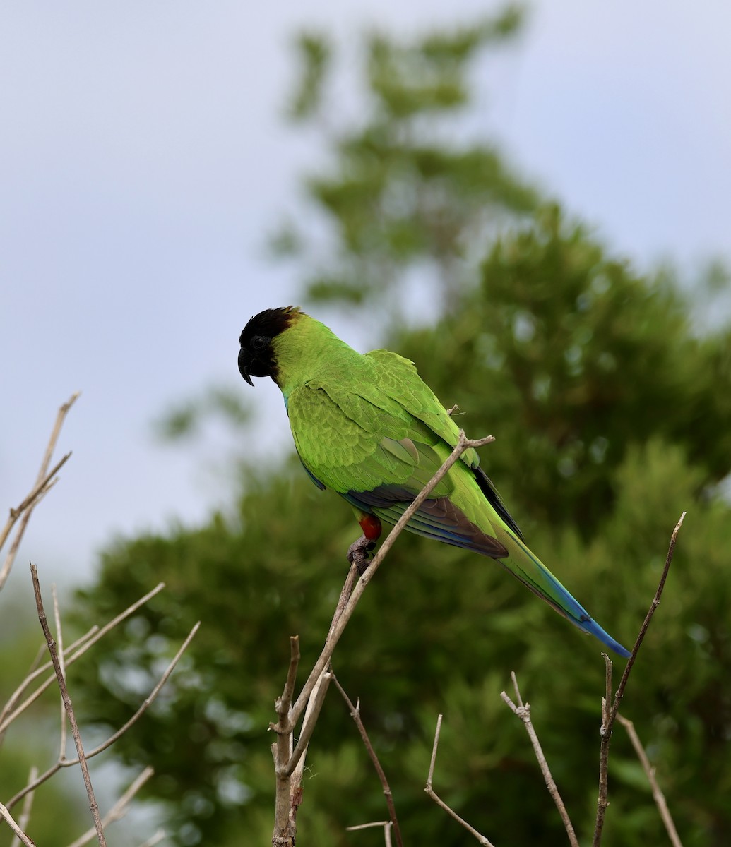 Nanday Parakeet - ML622240370