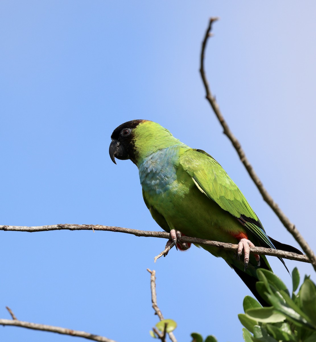 Nanday Parakeet - ML622240371