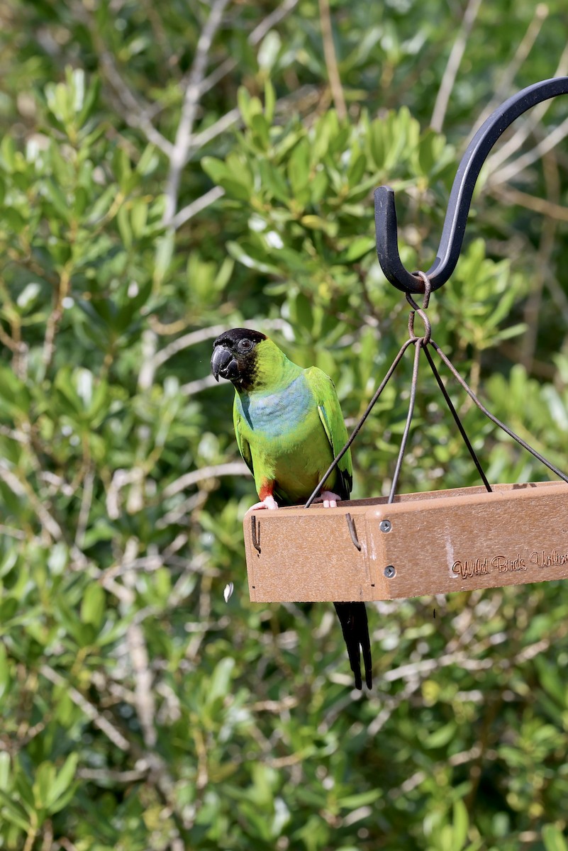 Nanday Parakeet - ML622240372