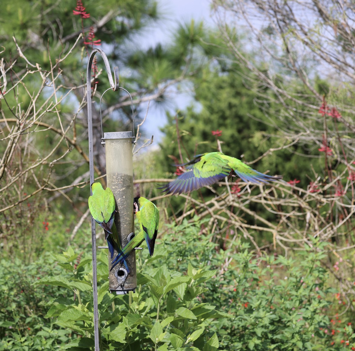 Nanday Parakeet - ML622240374